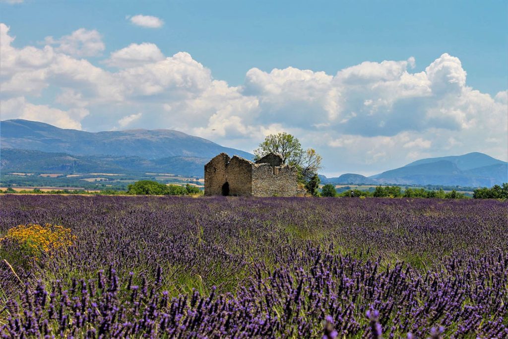 Champ de lavande autour d'une ruine d'un ancien bâtiment. Au loin, il y'a une grande chaîne montagneuse