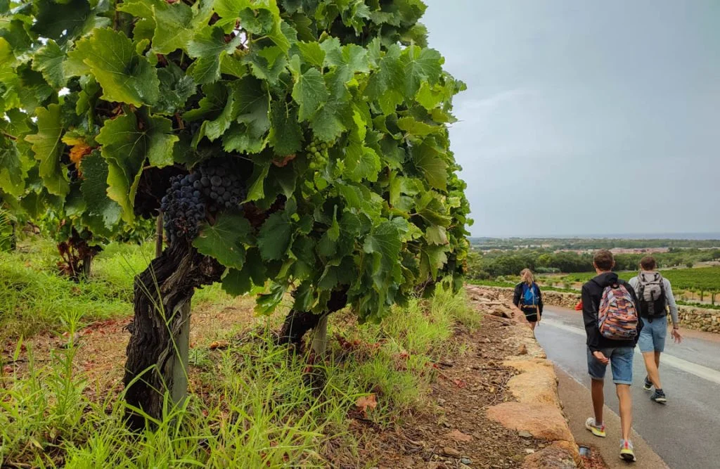 Personnes marchant sur une route qui longe les vignes de Bordeaux